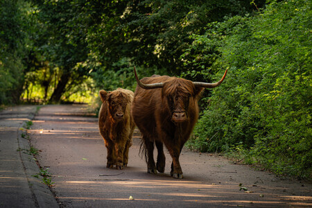 Hooglanders in Harmonie