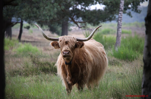 Ontmoeting op de heide