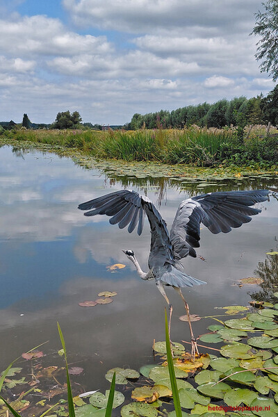 Reiger Vliegt Weg