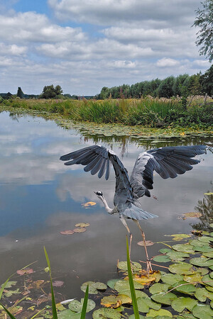 Reiger Vliegt Weg
